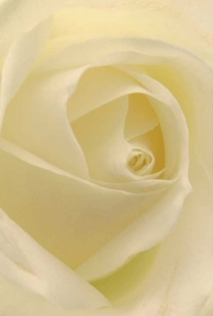 Seen up close, the classic elegance of this white rose is revealed in the luminous morning light of Wimbledon, a neighbourhood renowned for its tranquil beauty. Petals unfurl in a serene spiral, layers of cream that gradually deepen into soft ivory at the heart, each curve reflecting the skilled hands that arranged them just a stone's throw from Wimbledon Village High Street. The composition is an emblem of both sophistication and comfort-shadows and light play delicately across the satiny surface, while the nearly see-through edges glow with purity. It's easy to imagine the cool texture of each petal beneath the fingertips, the subtle, unmistakable scent mingling with the freshness of a stroll down Cannizaro Park. This rose's understated perfection makes it an exquisite choice for conveying heartfelt emotion-be it romantic devotion, a sincere apology, or the elegant centrepiece at an intimate celebration. The spiraled core, pristine and symmetrical, carries the promise of hope and quiet resilience, while the overall arrangement radiates warmth and gentleness. With each thoughtful arrangement delivered across Wimbledon, local florists bring a touch of artistry and compassion to life's poignant milestones, making every bouquet a testament to both craft and care.